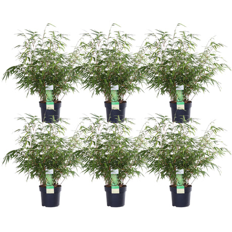 Livraison plante Fargesia rufa - lot de 6 - ↨60cm - Ø19 - plante d'extérieur