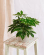 Livraison plante Fatsia Japonica