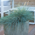 Blauschwingel (Festuca Glauca) 'Elijah Blue'