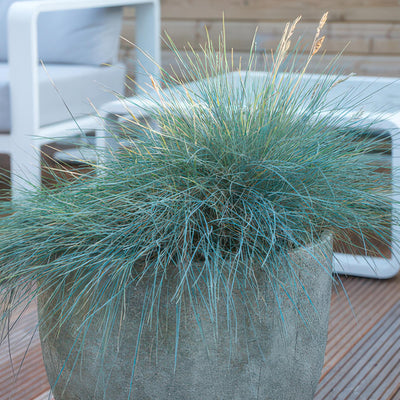 Blauschwingel (Festuca Glauca) 'Elijah Blue'