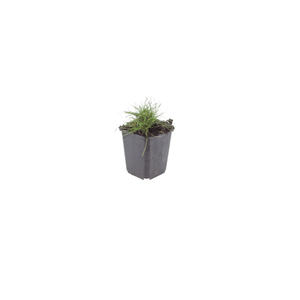Livraison plante Fetuque de gautier