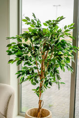 Livraison plante Ficus benjamina - Arbre artificiel