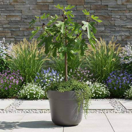 Livraison plante Ficus carica Little Miss Figgy – Pot 19 cm – Hauteur 90 cm