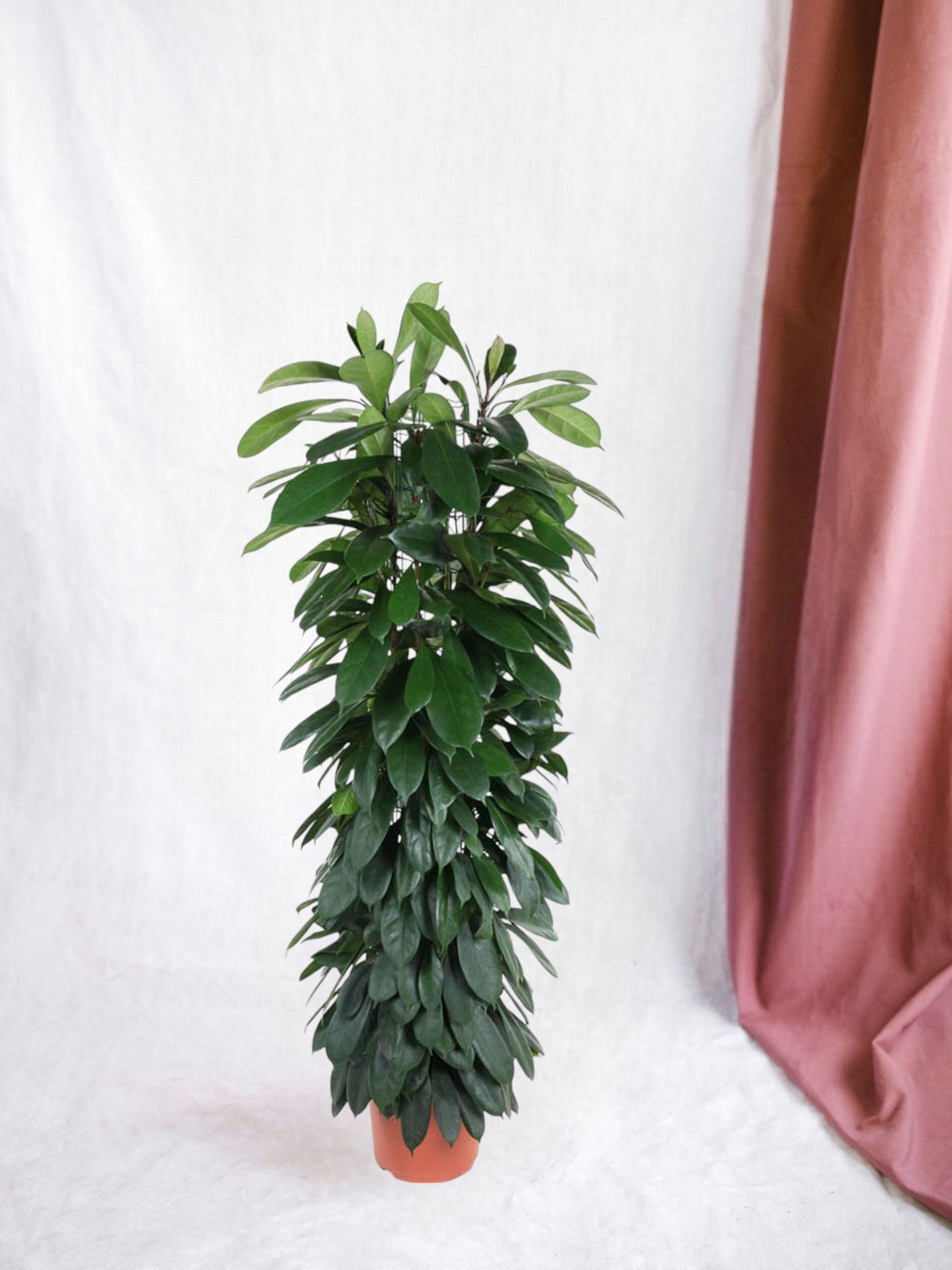 Livraison plante Ficus Cyatistipula - 150 cm - ø29