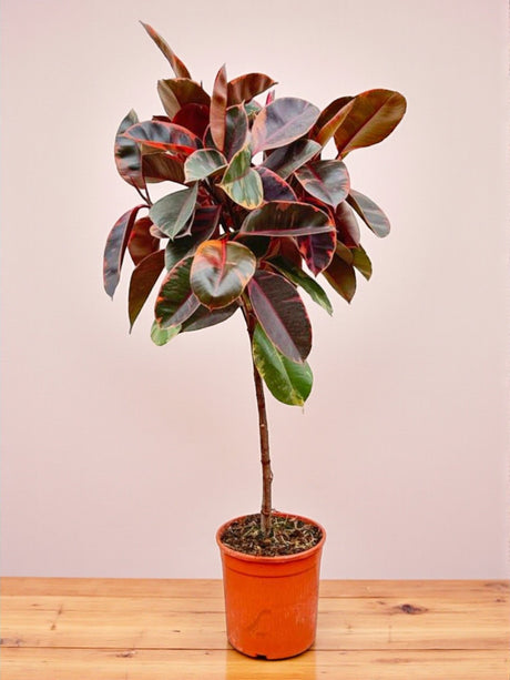 Livraison plante Ficus Elastica Belize tronc