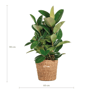 Livraison plante Ficus Elastica Robusta et son pot