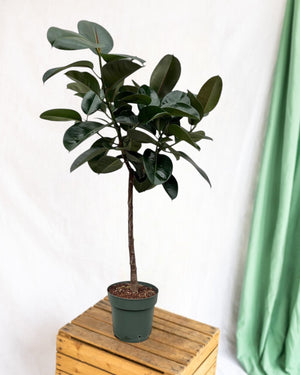 Ficus Elastica Robusta Stamm – 130 cm – ø24