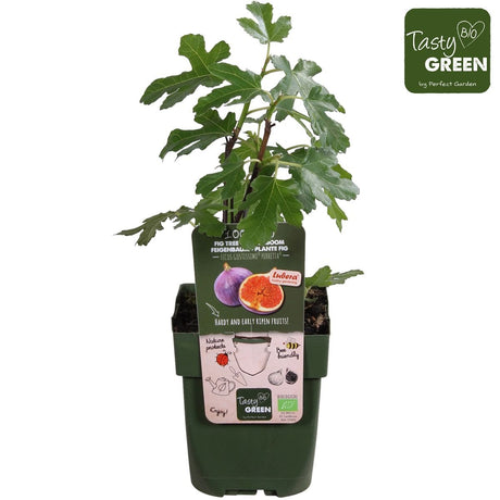 Livraison plante Ficus Gustissimo Perretta