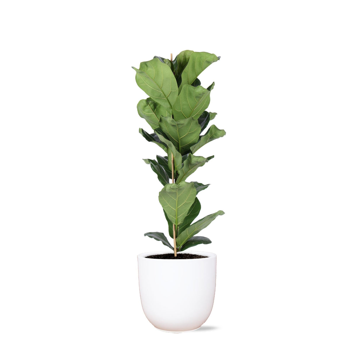 Livraison plante Ficus Lyrata et son pot