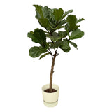 Livraison plante Ficus Lyrata et son pot