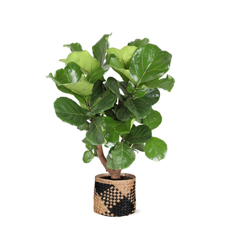 Livraison plante Ficus Lyrata et son pot