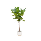 Livraison plante Ficus Lyrata et son pot