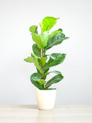 Livraison plante Ficus Lyrata et son pot
