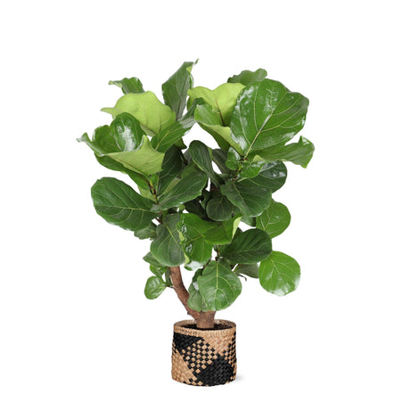 Livraison plante Ficus Lyrata et son pot