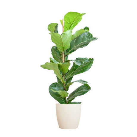 Livraison plante Ficus Lyrata et son pot