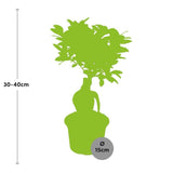 Livraison plante Ficus Microcarpa Ginseng