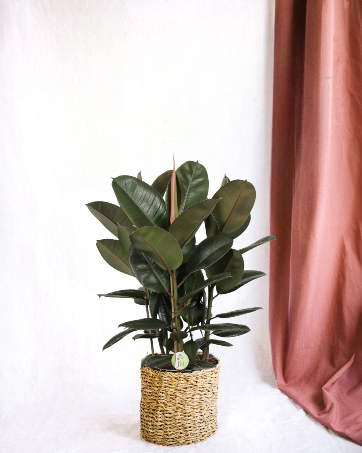 Livraison plante Ficus 'Robusta' h90cm