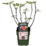 Livraison plante Figuier Ficus 'Gusissimo Perretta'
