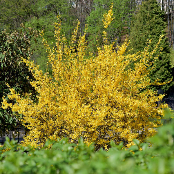 Livraison plante Forsythia intermedia Goldrausch – Pot 17 cm – Hauteur 45 cm