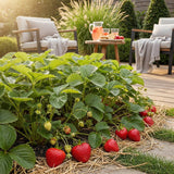 Livraison plante Fraisier Fragaria Elvira – Lot de 3 – Pot 9 cm