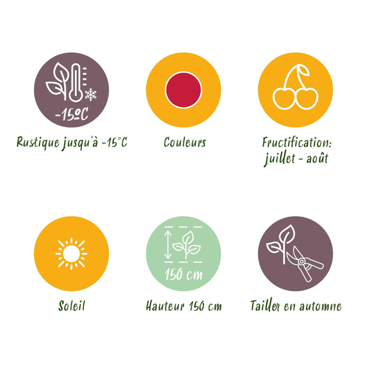 Livraison plante Framboisier Heritage – Lot de 3 – Pot 9 cm