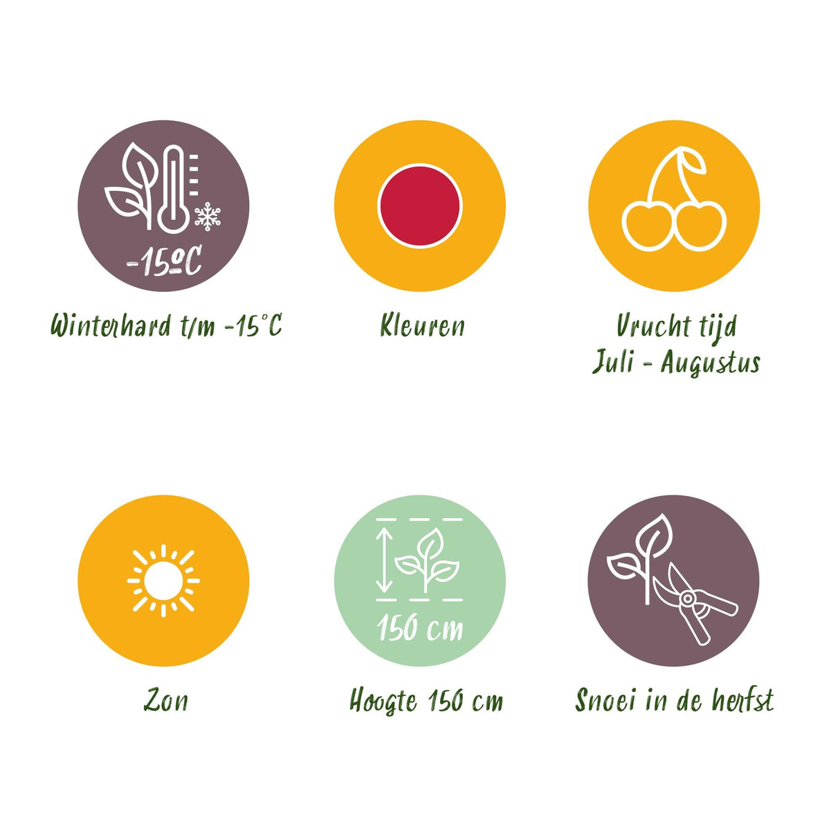 Livraison plante Framboisier Ottawa – Lot de 3 – Pot 9 cm