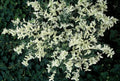 Kriechspindel (Euonymus fortunei) 'Harlequin'