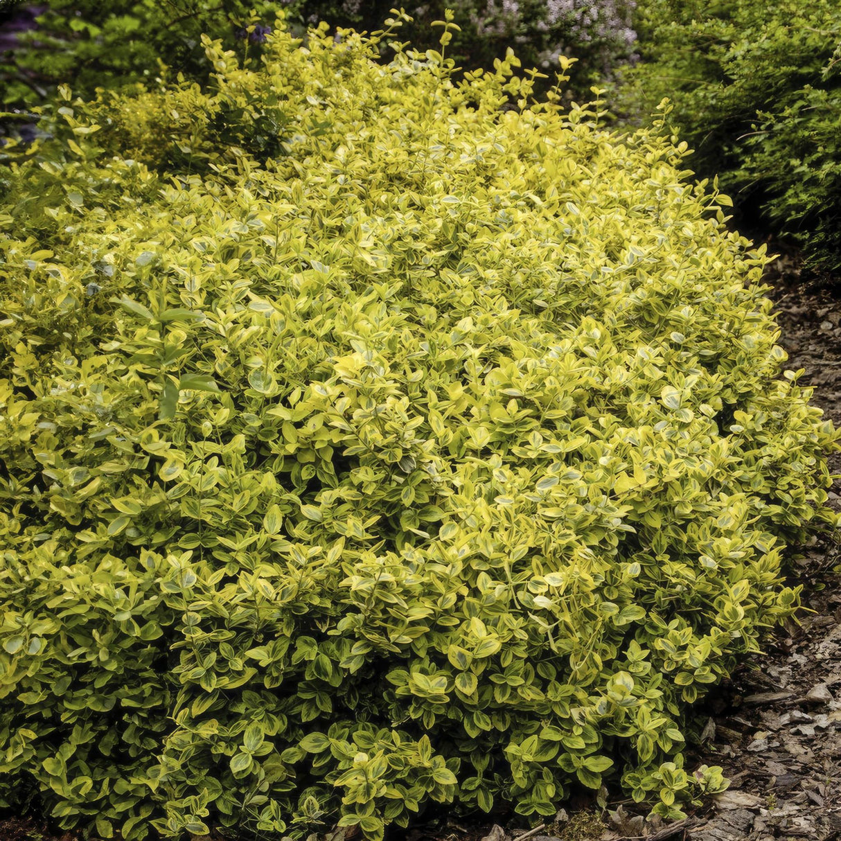Livraison plante Fusain Emerald jaune - 12x h20cm d9cm