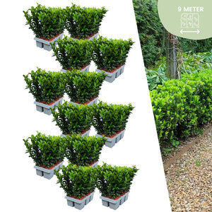 Livraison plante Fusains 'Green Spire'