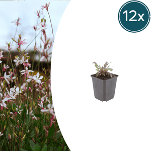 Livraison plante Gaura rose
