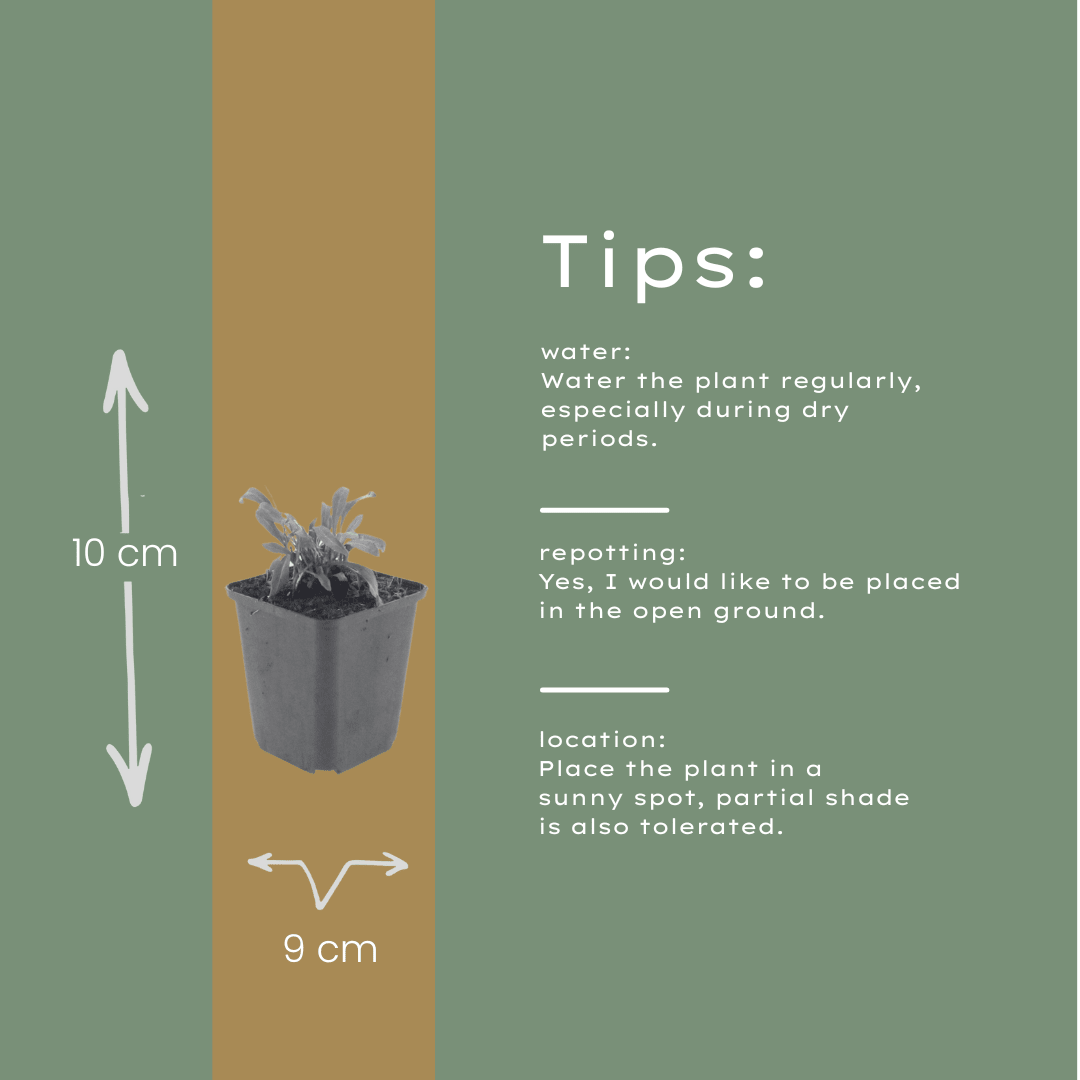 Livraison plante Gaura rose