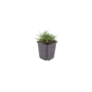 Livraison plante Gazon d'Espagne Armeria
