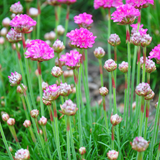 Livraison plante Gazon d'Espagne Armeria