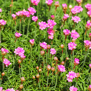 Livraison plante Gazon d'Espagne Armeria