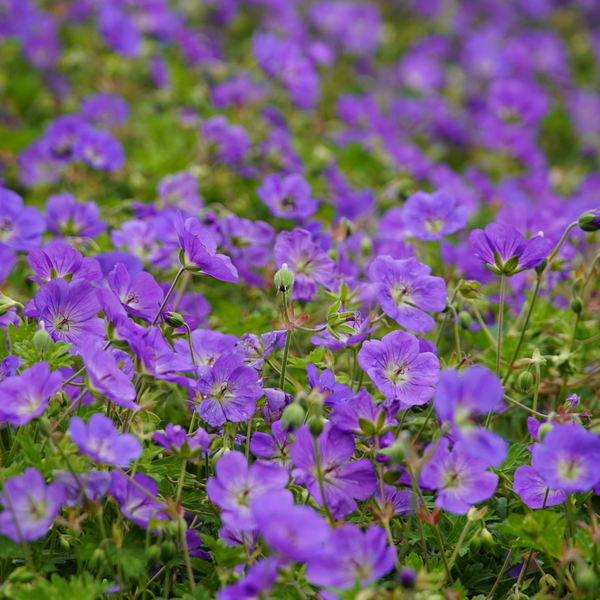 Livraison plante Geranium azur