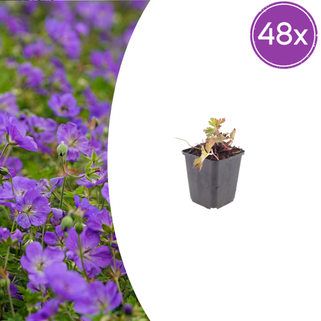 Livraison plante Geranium azur