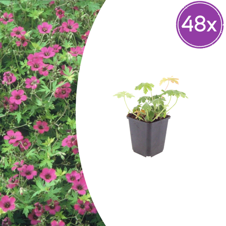 Livraison plante Geranium Bevans