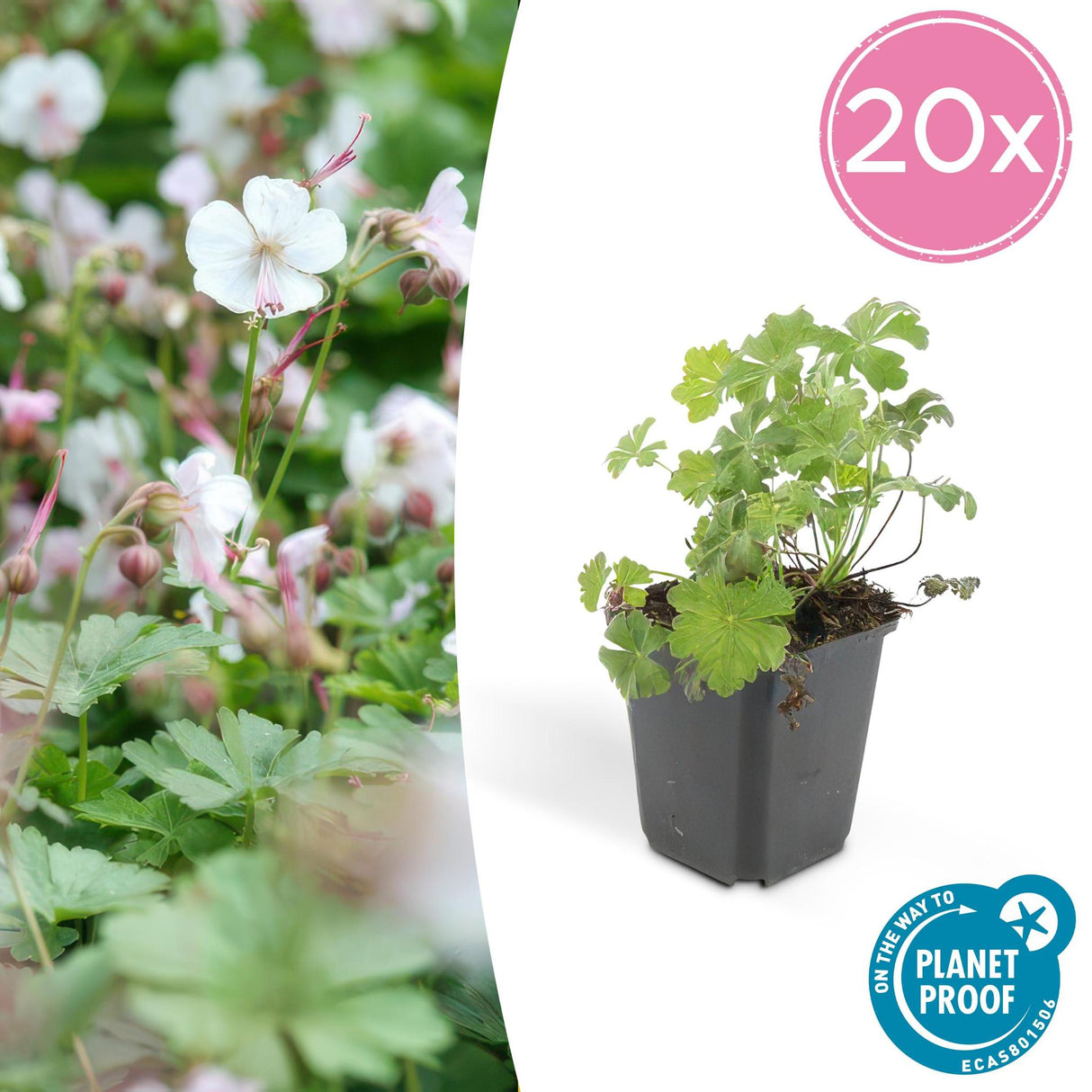 Livraison plante Geranium cantabrigiense Biokovo