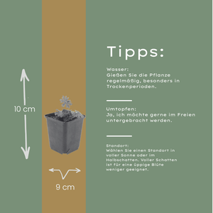 Livraison plante Geranium sanguiné