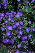 Storchschnabel (Geranium) 'Johnson's Blue'