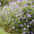 Garten-Storchschnabel (Geranium) 'Rozanne'