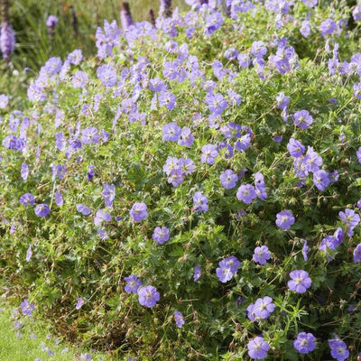Garten-Storchschnabel (Geranium) 'Rozanne'