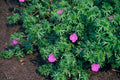 Stauden-Storchschnabel (Geranium) 'Tiny Monster'