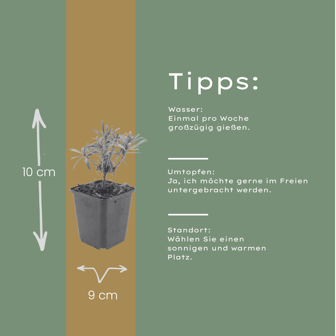 Livraison plante Giroflée mauve