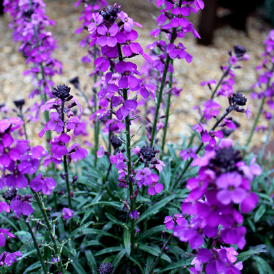 Duftende Nachtviole (Erysimum) 'Bowles' Mauve'