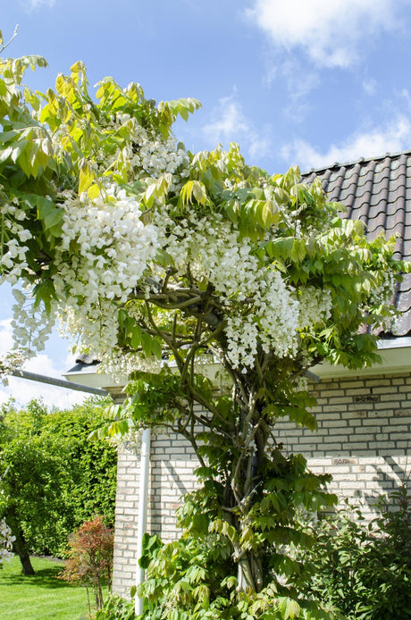 Livraison plante Glycine Blanche