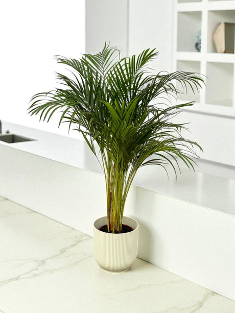 Livraison plante Grand Palmier Areca et son pot