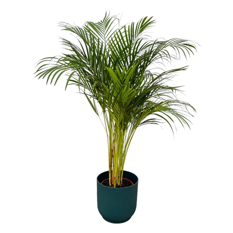 Livraison plante Grand Palmier Areca - Plusieurs tailles et pots
