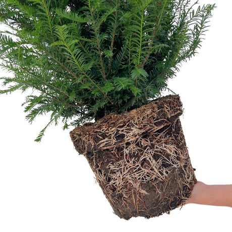 Livraison plante Grands ifs h100cm pour 10 mètres linéaires de haie 25x12L