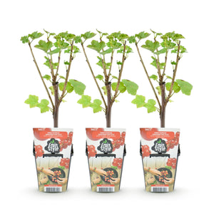 Livraison plante Groseillier Jonkheer van Tets – Lot de 3 – Pot 9 cm